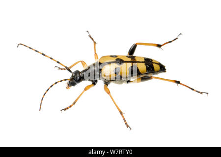 Spotted Longhorn Beetle (Rutpela maculata), Slovenia, Europe, July, meetyourneighbours.net project Stock Photo