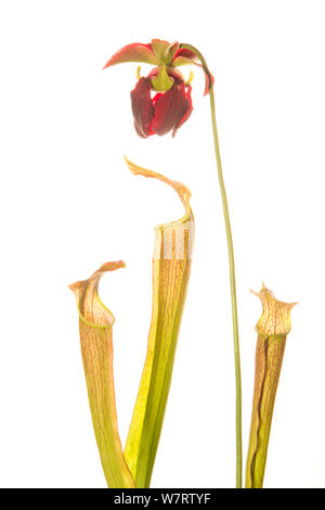 Mountain sweet pitcher plant (Sarracenia rubra ssp. jonesii) Chandler Heritage Preserve, South Carolina, USA, May. Endangered species. Meetyourneighbours.net project Stock Photo