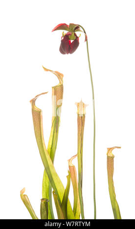 Mountain sweet pitcher plant (Sarracenia rubra ssp. jonesii) with camouflaged Long horn grass hopper (Tettigoniidae) Chandler Heritage Preserve, South Carolina, USA, May. Endangered species. Meetyourneighbours.net project Stock Photo