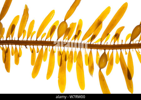 Feather boa kelp (Egregia menziesii), Malibu, California, USA, February, meetyourneighbours.net project Stock Photo