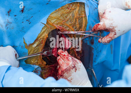 Surgeons opening 'keyhole' for laparoscopic vasectomy of wild elephant (Loxodonta africana). Private game reserve in Limpopo, South Africa, April 2011 Stock Photo