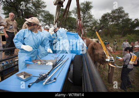 Team of Elephant Population Management Program surgeons perform vasectomy on wild elephant bull (Loxodonta africana), using keyhole surgery.  Private game reserve in Limpopo, South Africa. April 2011 Stock Photo
