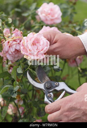 Rosa 'Silver Jubilee'. Deadheading faded roses with secateurs in summer. UK Stock Photo