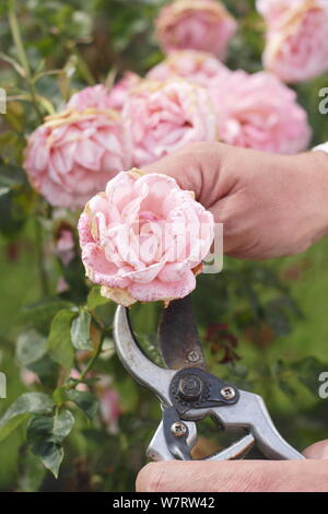 Rosa 'Silver Jubilee'. Deadheading faded roses with secateurs in summer. UK Stock Photo