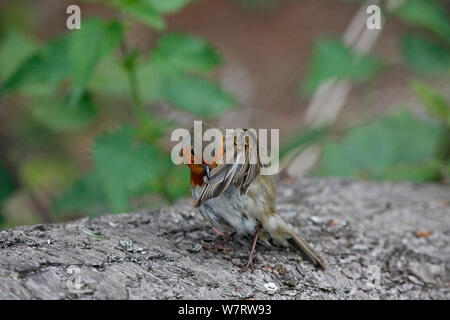 European Robin (Erithacus rubecula) preening. Surrey, England, June Stock Photo