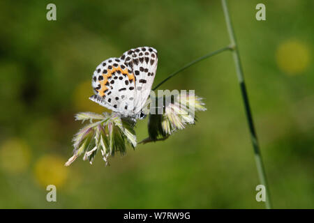Chequered Blue Butterfly (Scolitantides orion) on grass, Croatia, June Stock Photo