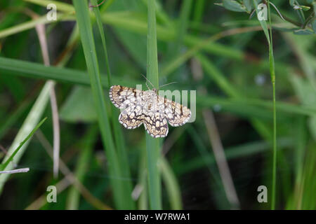 Latticed Heath moth (Chiasmia clathrata) on grass, France Stock Photo