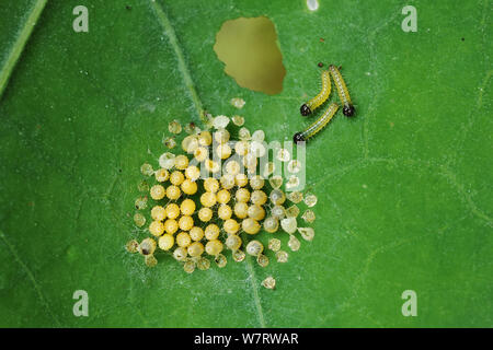 Large White Butterfly (Pieris brassicae) eggs hatching. Surrey, England, August Stock Photo