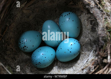 Song Thrush (Turdus philomelos) nest with six eggs. Surrey, England, May Stock Photo