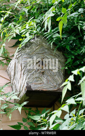 Wasp (Vespula sp) nest built  in and covering a bird nest box. Surrey, England, July Stock Photo