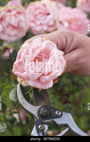 Rosa 'Silver Jubilee'. Deadheading faded roses with secateurs in summer. UK Stock Photo