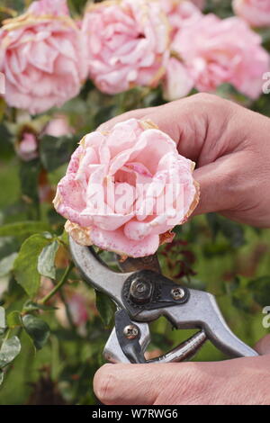 Rosa 'Silver Jubilee'. Deadheading faded roses with secateurs in summer. UK Stock Photo