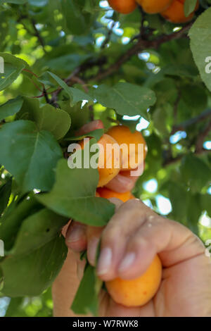 an apricot tree branch filled with fruits and a hand picking organic apricots Stock Photo