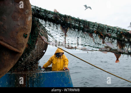 Fisherman hauling back trawler net on fishing trawler. Stellwagen Banks, New England, United States, North Atlantic Ocean Model released. Stock Photo