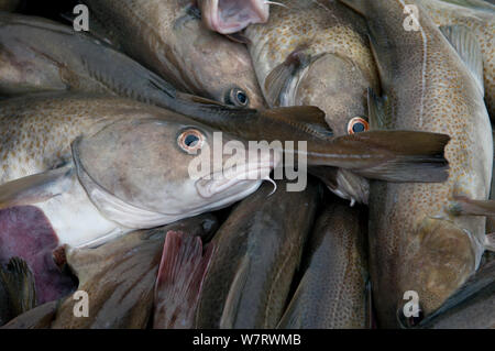 Atlantic Cod (Gadus morhua) on deck of fishing trawler. Stellwagen Banks, New England, United States, North Atlantic Ocean Stock Photo