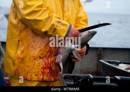 Fisherman cleans Atlantic Cod (Gadus morhua) on deck of fishing trawler. Stellwagen Banks, New England, United States, North Atlantic Ocean Model released. Stock Photo