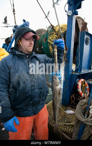 Fisheries inspector weighs undersized Atlantic Cod (Gadus morhua) on deck of fishing trawler. Stellwagen Banks, New England, United States, North Atlantic Ocean Stock Photo