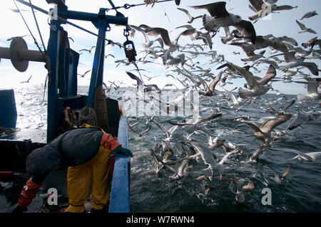 Herring Gull (Larus argentatus) feed on fishing trawler bycatch. Stellwagen Banks, New England, United States, North Atlantic Ocean Stock Photo