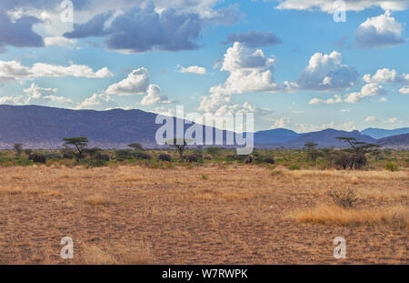 Samburu Reserve landscape with elephant herd under umbrella acacia trees and vast blue African sky and mountains in distance. Samburu National Reserve Stock Photo