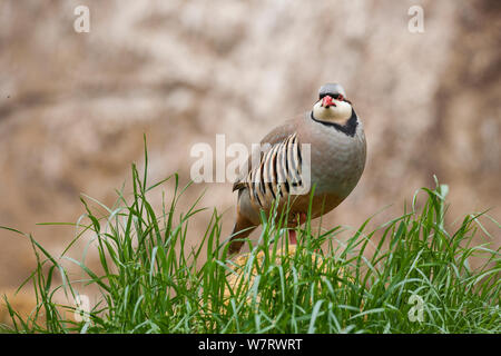 Rock partridge (Alectoris graeca), Vogelpark Marlow, Germany, May. Captive. Stock Photo