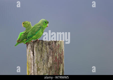 Green-rumped Parrotlets (Forpus passerinus viridissimus) on post, Trinidad, Trinidad and Tobago, April Stock Photo