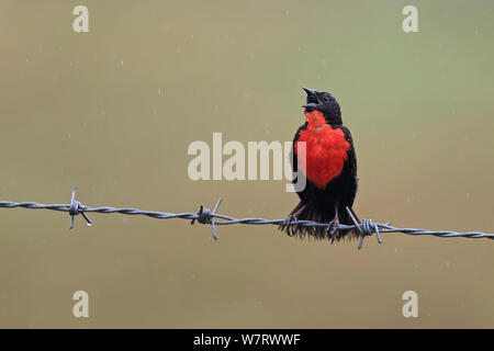 Red-breasted Blackbird (Sturnella militaris) singing on barbed wire in the rain, Trinidad, Trinidad and Tobago, April Stock Photo