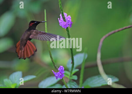 Ruby Topaz (Chrysolampis mosquitus) in flight, Trinidad, Trinidad and Tobago, April Stock Photo