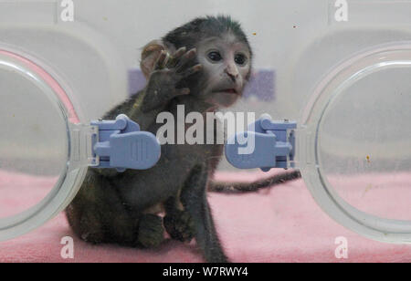 A patas monkey baby is pictured in the incubator at the Zhengzhou Zoo in Zhengzhou city, central China's Henan province, 23 May 2017.   Patas monkey b Stock Photo