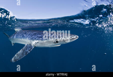 Blue Shark (Prionace glauca) Cape Point, South Africa. Stock Photo