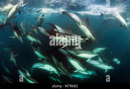 Common dolphin (Dephinus delphis) pod feeding on sardines (Sardinops oecllata) East London, South Africa. Stock Photo