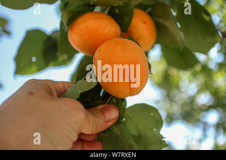an apricot tree branch filled with fruits and a hand picking organic apricots Stock Photo