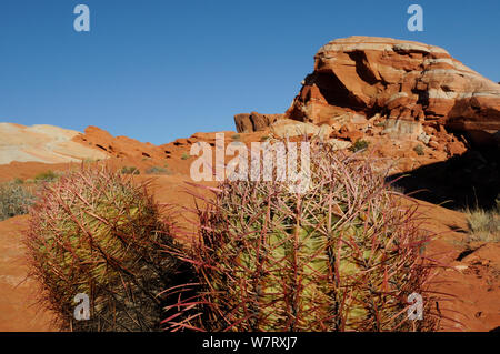 Cottontop cactus (Echinocactus polycephalus) Valley of Fire State Park, Nevada, USA, January 2013. Stock Photo