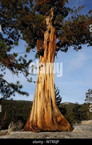 Jeffrey pine tree (Pinus jeffreyi) growing in granite, Yosemite National Park, California, USA, October 2012. Stock Photo