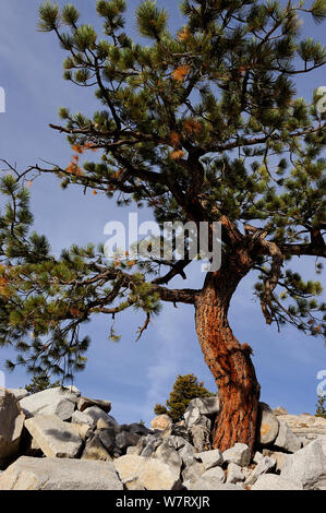 Jeffrey pine tree (Pinus jeffreyi) growing in granite, Yosemite National Park, California, USA, October 2012.A Stock Photo