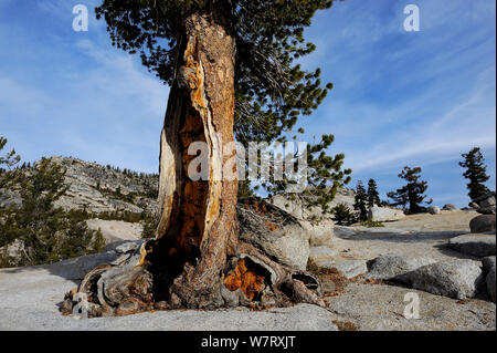 Jeffrey pine tree (Pinus jeffreyi) growing in granite, Yosemite National Park, California, USA, October 2012. Stock Photo