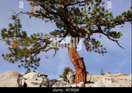 Jeffrey pine tree (Pinus jeffreyi) growing in granite, Yosemite National Park, California, USA, October 2012. Stock Photo