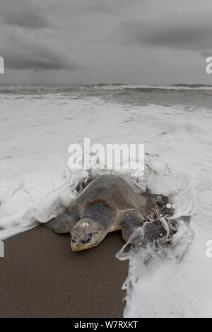 Olive ridley sea turtle (Lepidochelys olivacea) female coming ashore to lay eggs, Pacific Coast, Ostional, Costa Rica. Stock Photo