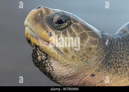 Olive ridley sea turtle (Lepidochelys olivacea) portrait of adult female, Pacific Coast, Ostional, Costa Rica. Stock Photo