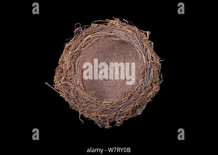 Song Thrush (Turdus philomelos) nest from collection at Uebersee-Museum, Bremen, Germany. Stock Photo