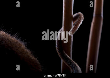 Harvest Mouse (Micromys minutus) using tail whilst climbing in reed, Germany, captive. Stock Photo