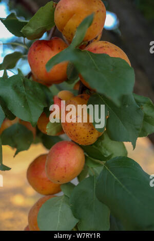 apricot tree branch and organic apricots filled with fruits Stock Photo