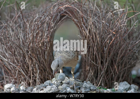 Great Bowerbird (Chlamydera nuchalis) male decorating courting bower with snail shell, Litchfield National Park, Australia. Stock Photo