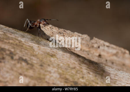 Red Wood Ant (Formica rufa) carrying large piece of construction material to anthill, Germany, March. Stock Photo