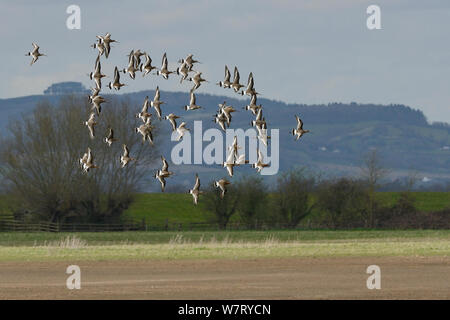 Black-tailed godwit flock (Limosa limosa) in flight over marshy pastureland, Gloucestershire, UK, April. Stock Photo