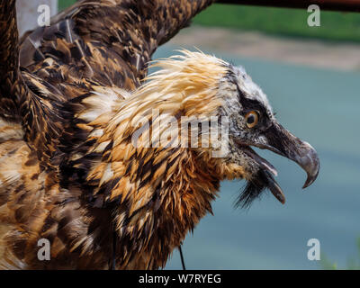 bearded vulture for taking pictures  at Shimali reservoir of Aragvi river at Geogian Military Road , Mzcheta-Mtianeti, Georgia, Europe Stock Photo