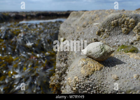 Dog whelk (Nucella lapillus), a predator of barnacles, on rocks encrusted with Common barnacles / Northern rock barnacles (Semibalanus balanoides) exposed at low tide, with seaweed, a rock pool and the sea in the background, Lyme Regis, Dorset, UK, May. Stock Photo