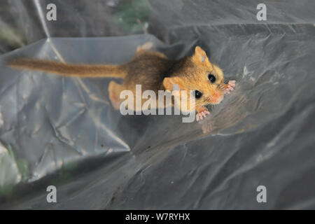 Young Common / Hazel dormouse (Muscardinus avellanarius) captured during a survey by Backwell Enviroment Trust in coppiced woodland near Bristol, being held temporarily in a plastic sack, Somerset, UK, October. Stock Photo
