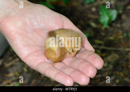 Torpid Common / Hazel dormouse (Muscardinus avellanarius) sleeping while held in human hand during a survey by Backwell Enviroment Trust in coppiced woodland near Bristol, Somerset, UK, June. Model released. Stock Photo