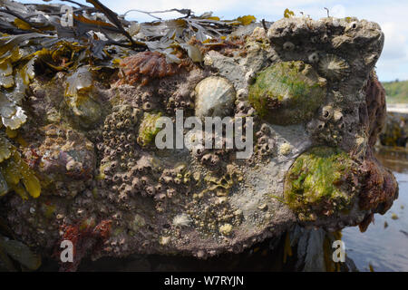 Common limpets (Patella vulgata) and Acorn barnacles (Balanus perforatus) attached to rocks exposed at low tide, Lyme Regis, Dorset, UK, April.