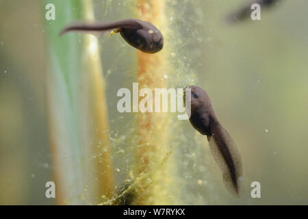 Week old Common frog tadpoles (Rana temporaria) feeding on green algae attached to a reed stem in a freshwater pond, Wiltshire, UK, May. Stock Photo